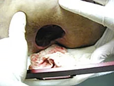Exposed non-healing bottom foot wound - before ETI